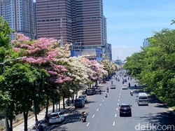 Cantiknya Bunga Tabebuya Bermekaran di Surabaya
