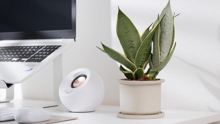 Snake plant dwarf varieties in minimalist white ceramic pots on a white desk.