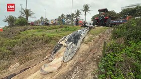 VIDEO: Penampakan Bangkai Anak Ikan Paus Terdampar di Brazil