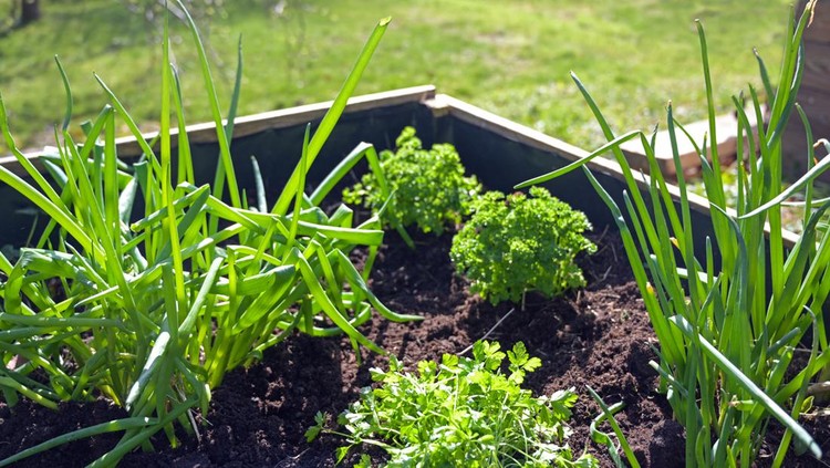 Raised wooden herbs bed with parsley and onions in in a country garden, selected focus, narrow depth of field
