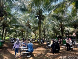 Slurpp! Menikmati Es Kopyor di Tengah Kebun Kopyor Bogor