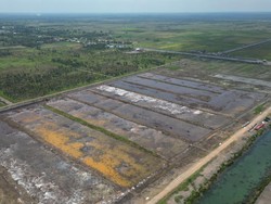 Geber Program Cetak Sawah, Merauke Bakal Jadi Lumbung Pangan