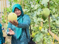 Cuan! Warga Gresik Sulap Tanah Gersang Jadi Wisata Petik Melon