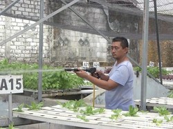 Panas Ekstrem Bikin Petani Sayuran Hidroponik di Lamongan Merugi