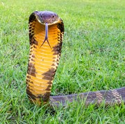 6 Alasan Tidak Boleh Bunuh Ular King Cobra saat Menjumpainya, Kamu Sudah Tahu?