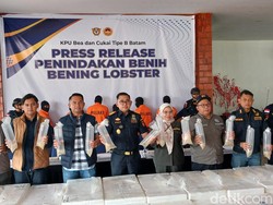 Penyelundupan Rp 26,9 M Benih Lobster di Batam Digagalkan, 6 Pelaku Ditangkap