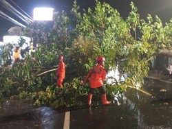Pohon Tumbang Timpa Mobil dan Pemotor di Ciamis, 1 Orang Terluka