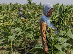 Asosiasi Sebut Pengetatan Aturan Tembakau Berdampak Buruk buat Petani