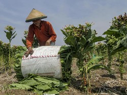 Petani Minta Prabowo Lindungi Ekonomi Pertembakauan RI