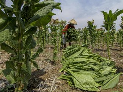 Begini Permintaan Buruh soal Pengetatan Industri Tembakau