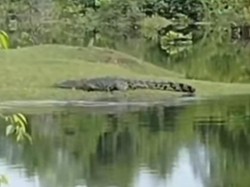 Heboh Buaya Muncul dalam Parit Belakang Sekolah di Agam