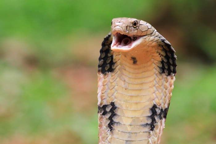Ular king cobra