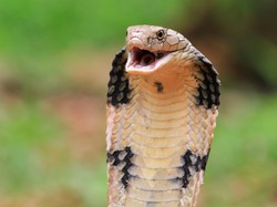 Kenapa Kita Tidak Boleh Membunuh Ular King Cobra? Ini Penyebabnya