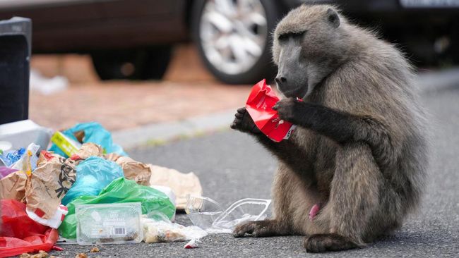 Kebun binatang Tiergarten di Jerman telah meninjau beberapa tawaran untuk menampung sebagian babun tersebut, namun tidak ada yang dapat direalisasikan.