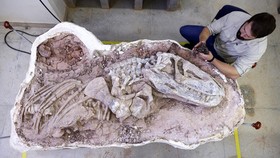 FOTO: Penampakan Fosil Reptil Purba di Brasil Ungkap Asal-usul Dino