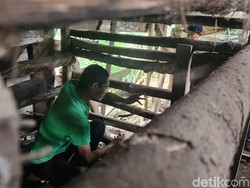 Jabar Hari Ini: Kala Ha Enggan Dievakuasi dari Kandang Kayunya