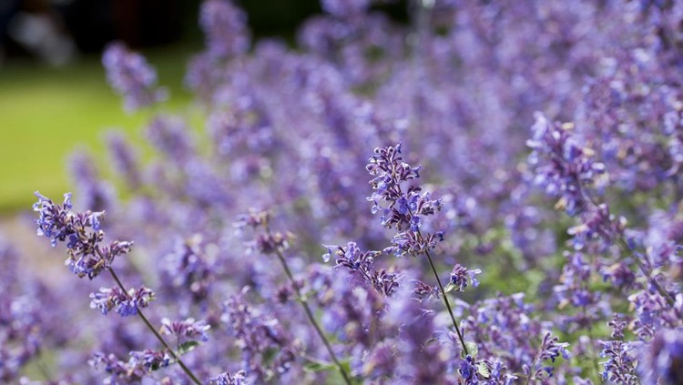 Tanaman hias catnip Ornamental purple flowers of perennial plant Nepeta - Catnip - 'Six Hills Giant' in the naturalistic English cottage garden.