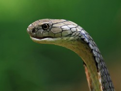 Bagaimana Cara Ular King Cobra Kawin? Prosesnya Bikin Geleng-geleng!