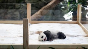Prabowo Beri Nama Bayi Panda Pertama yang Lahir di Taman Safari