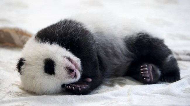 FOTO: Bayi Panda Menggemaskan Lahir di Kebun Binatang Berlin