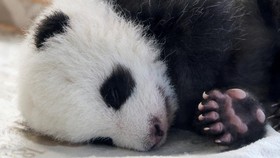 FOTO: Bayi Panda Menggemaskan Lahir di Kebun Binatang Berlin