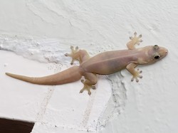 7 Fakta Unik Cicak Transparan yang Sering Muncul di Rumah dan Cara Mengusirnya