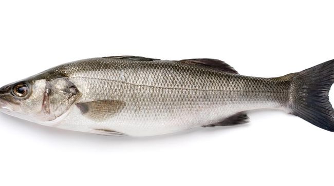 Nyatanya, kita tidak bisa sembarangan mengonsumsi ikan. Beberapa jenis ikan mengandung tinggi merkuri dan memicu keracunan. Apa saja?