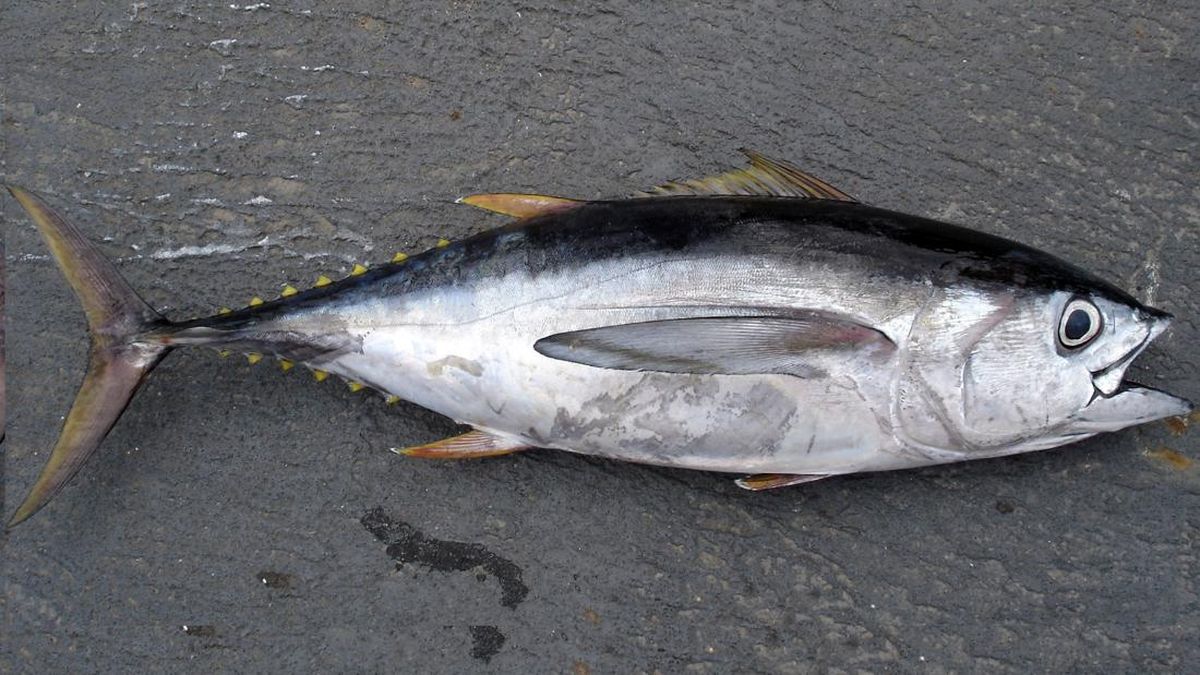 Dua Putra Utama Perluas Pasar Seafood Premium ke AS, Eropa dan Timteng