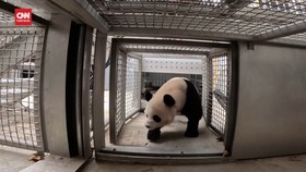 VIDEO: Lucunya Sepasang Panda di Kebun Binatang Washington DC