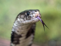 Ular King Cobra Biasa Bersembunyi di Mana? Ini 9 Lokasi yang Wajib Diketahui