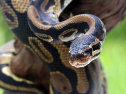 Ular Piton Vs Aligator, Siapa yang Keluar sebagai Pemenangnya?