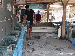 Budidaya Ikan Koi Bawa Hoki, Warga Lumajang Cuan Puluhan Juta Per Bulan