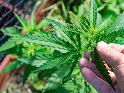 Polres Tangsel Bongkar Setengah Ton Lebih Ganja Jaringan Sumatera-Jawa