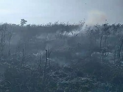 Sore Ini, Taman Nasional Way Kambas Kembali Terbakar