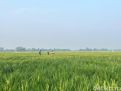 Lewat Mitra Tani, Bulog Mengantar Kebaikan sampai ke Petani