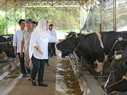 Kota Semarang Punya Potensi Pengembangbiakan Sapi Wagyu