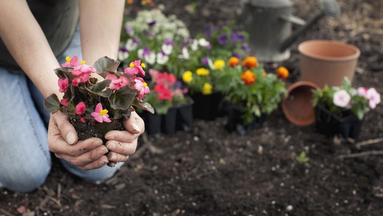 Woman gardening and holding Begonia flowers in her hands