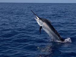 WN Italia Tewas Tertusuk Moncong Ikan Todak saat Surfing di Mentawai