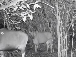 Mamalia Mirip Sapi yang Langka di Kalimantan