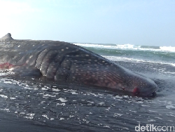 Hiu Tutul Sepanjang 7 Meter Mati Terdampar di Pantai Drajid Lumajang