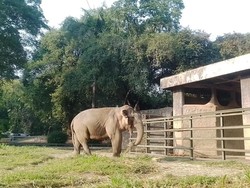 Feeding Time, Momen Seru Nonton Hewan Diberi Makan di Ragunan