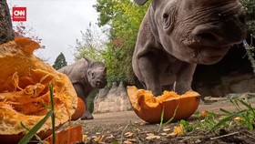 VIDEO: Sambut Halloween, Keluarga Badak Bermain dengan Labu