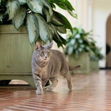 Rekor MURI, 380 Ribu Kucing di Indonesia Dapat Nutrisi Seimbang Sepanjang Tahun