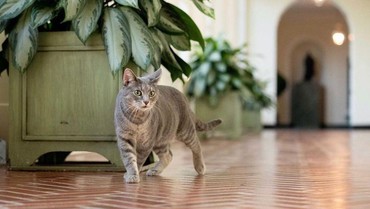 Rekor MURI, 380 Ribu Kucing di Indonesia Dapat Nutrisi Seimbang Sepanjang Tahun