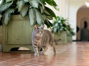 Rekor MURI, 380 Ribu Kucing di Indonesia Dapat Nutrisi Seimbang Sepanjang Tahun