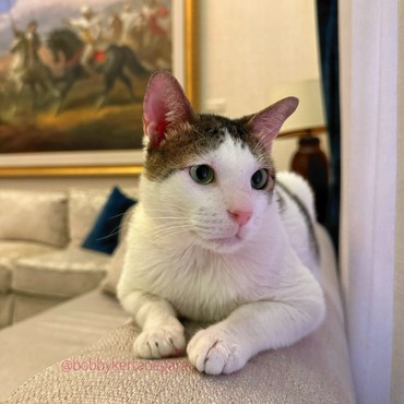 Bobby Kertanegara Kucing Prabowo Punya Kamar Mewah di Istana