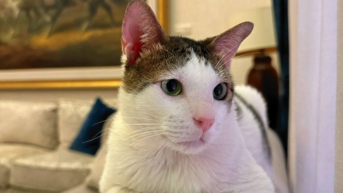 5 Anabul Populer Milik Pemimpin Negara, Ada Bobby Kertanegara!