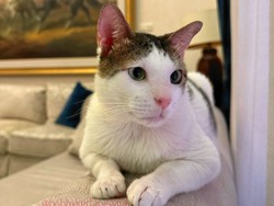 4 Fakta Unik Bobby Kertanegara si Kucing Istana Negara