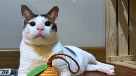 Momen Gemas Bobby Kertanegara Gigit Pipi dan Cakar Hidung Prabowo