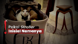 img-title Bobby Kertanegara Kucing Prabowo Kini Jadi 'Penguasa Istana Merdeka'